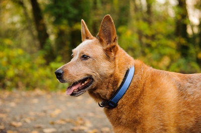 Close-up of dog