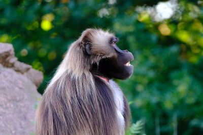 Male gelada at tierpark berlin