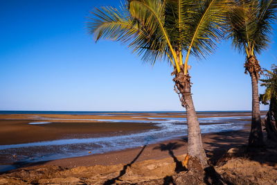 Palm tree on beach against clear blue sky