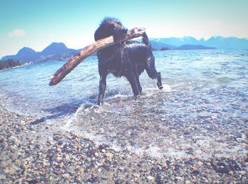 View of a horse on beach