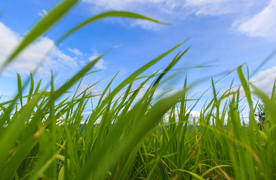 Close-up of fresh green grass in field against sky