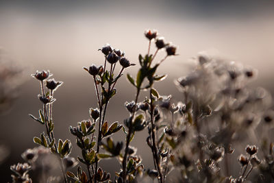 Close-up of flowering plant