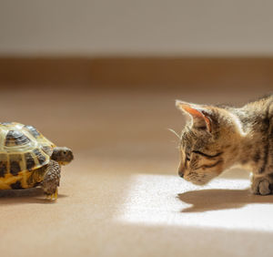 Close-up of a cat and a turtle 