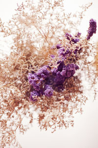 Close-up of purple flowers on tree
