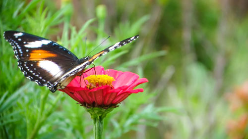 Close-up of butterfly pollinating on flower