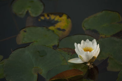 Close-up of lotus water lily in pond