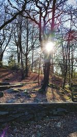 Sun shining through trees