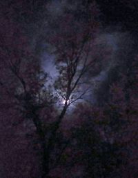 Low angle view of trees against sky