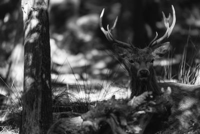 Close-up of deer in forest