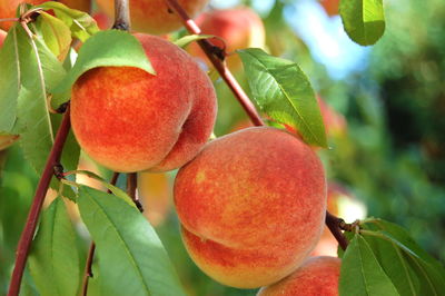 Close-up of fresh fruits on tree