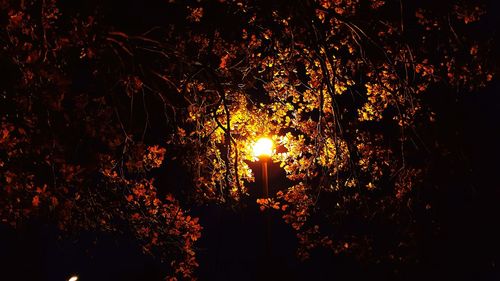 Close-up of silhouette trees against sky at night