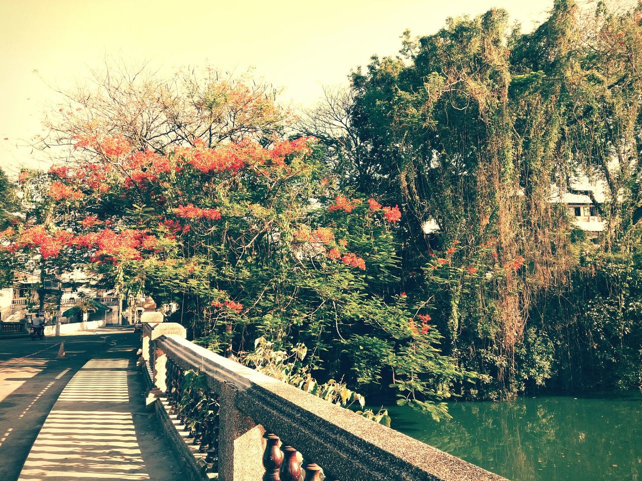 tree, railing, water, growth, built structure, branch, architecture, building exterior, nature, park - man made space, flower, day, autumn, beauty in nature, outdoors, sky, season, clear sky, tranquility, sunlight