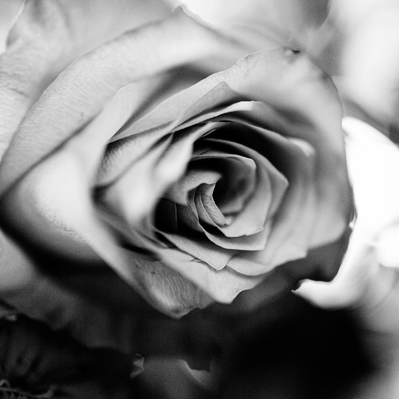 CLOSE-UP OF ROSE FLOWER HEAD