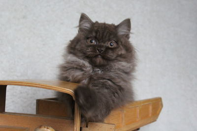 Portrait of cat on table