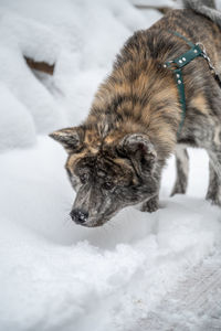 Cat on snow covered field