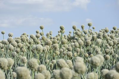 Low angle view of plants growing on field against sky