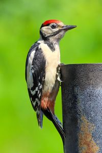 Close-up of a bird