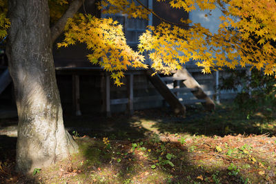 Yellow trees in park