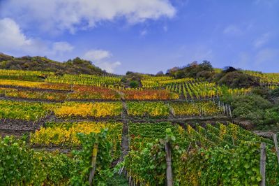 Scenic view of vineyard against sky