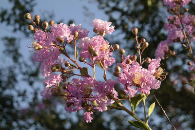 Low angle view of pink crepe myrtle growing on tree