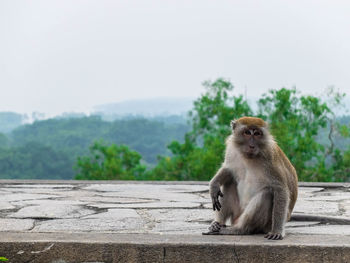 A monkey is sitting and chilling, surrounding with beautiful and calming environment.