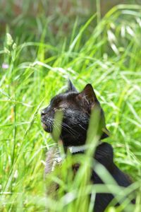 Close-up of a black cat on a field