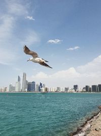 Seagulls flying over sea and buildings in city