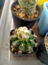 Close-up of succulent plant on table