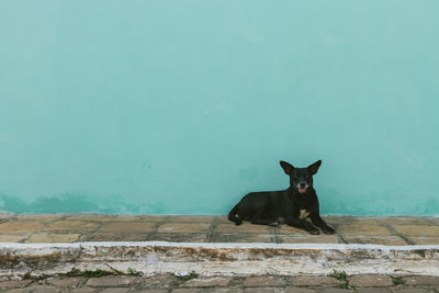 Dog resting on sidewalk against turquoise wall