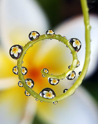 Close-up of water drops on plant