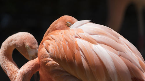 Red flamingo in the farm