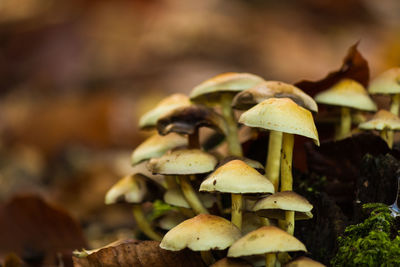 Close-up of mushrooms growing on field