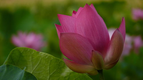 Close-up of pink lotus