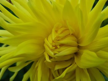 Macro shot of yellow flower