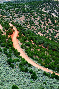 High angle view of dirt road amidst trees at national park