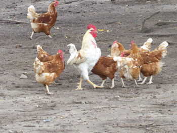 View of birds on field