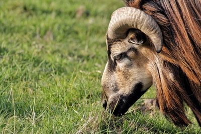 Close-up of sheep grazing on field