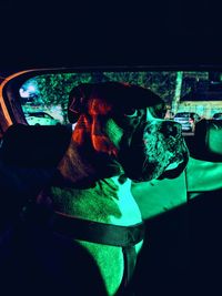 Dog sitting in car