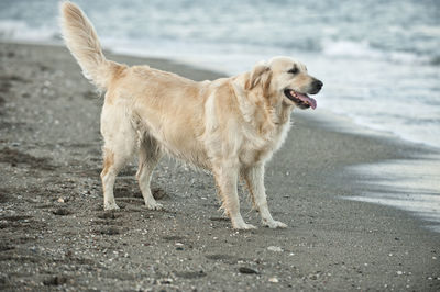 Dog standing on road