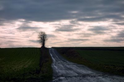 Single leafless tree next to a muddy country road in winter at sunset