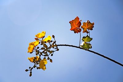 Low angle view of maple leaves against sky