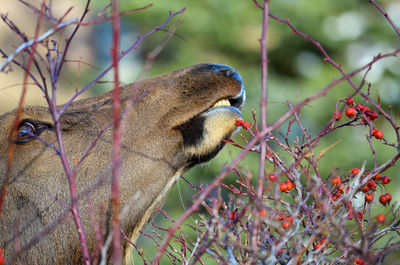 Close-up of bird perching on branch