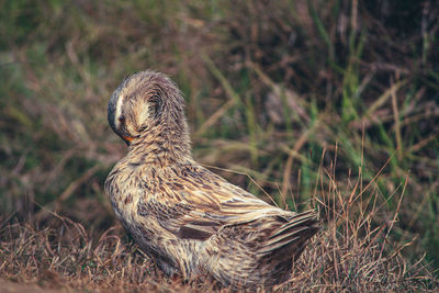 Close-up of a bird looking away