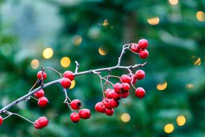 Close-up of red berries growing on tree