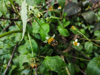 Close-up of bee pollinating on flower
