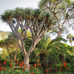 Low angle view of palm trees