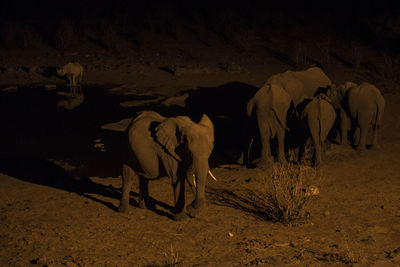 Elephants and rhinoceros at lakeshore during night