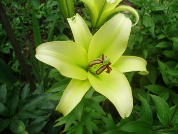 Close-up of day lily blooming outdoors