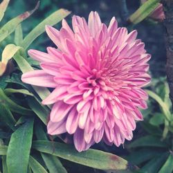 Close-up of pink flower blooming outdoors