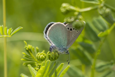 Close-up of butterfly on plant